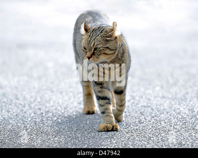 Un bel grigio tabby Highlander Lynx cat a piedi, la sua espressione mostra la rabbia. Foto Stock