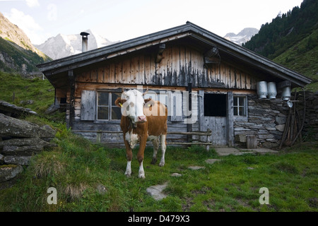 Bovini domestici, Simmentaler Fleckvieh Bovini (Bos primigenius e Bos taurus). Mucca su un alpeggio in piedi di fronte a un mo Foto Stock