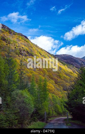 Albero collina coperta in primavera tempo vicino Arnisdale sulle rive di Loch Hourn, altopiani, Scotland Regno Unito Foto Stock