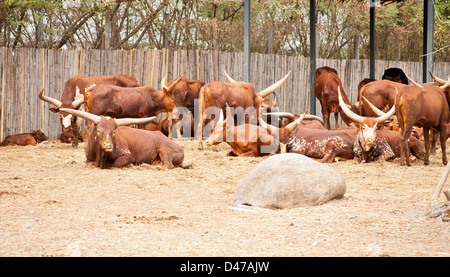 Un gruppo di Watusi Bull in un giardino zoologico. Foto Stock