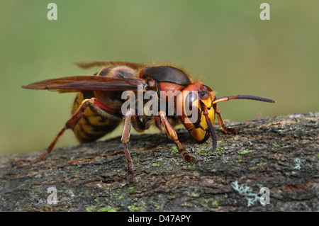 Unione Hornet (Vespra crabro). Lavoratore sulla corteccia Foto Stock