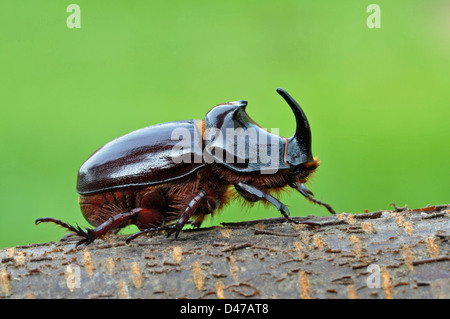 Scarabeo rinoceronte (Oryctes nasicornis), maschio su un log Foto Stock