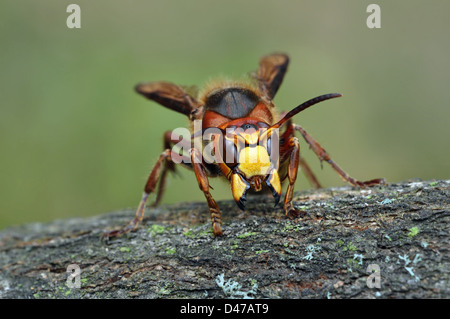 Unione Hornet (Vespra crabro). Lavoratore sulla corteccia Foto Stock