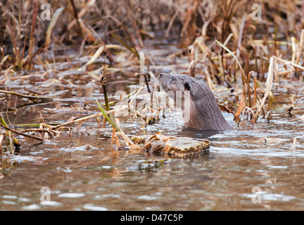 Wild Lontra europea Lutra lutra taling un peek sul fiume di Norfolk Foto Stock