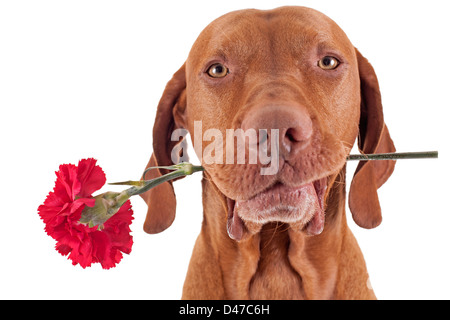 Di pura razza di cane da caccia tenendo un rosso di fiori di garofano in bocca isolati su sfondo bianco Foto Stock