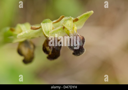 Cupo bee orchid , Ophrys fusca, Andalusia, Spagna. Foto Stock