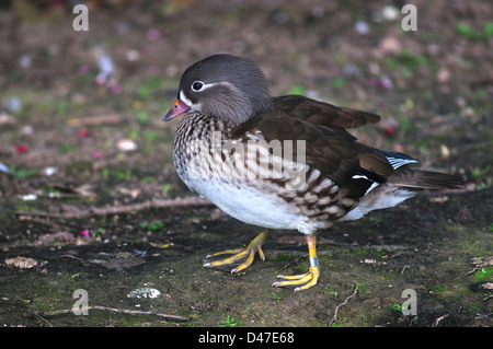 Una femmina di Anatra di mandarino. Slimbridge, Gloucestershire, UK Marzo 2011 Foto Stock