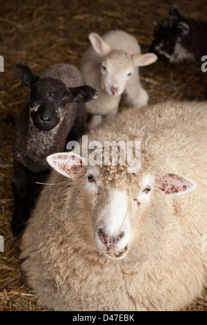 Sheep at Ewetopia Farm, Richmond Vermont Foto Stock
