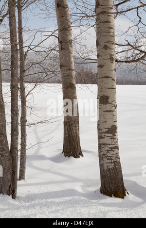 Alberi e neve, Rochester, Vermont, USA Foto Stock