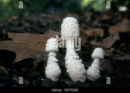 Ombrellone funghi, Leucocoprinus cretatus. Tre corpi fruttiferi in crescita su terreno forestale Foto Stock