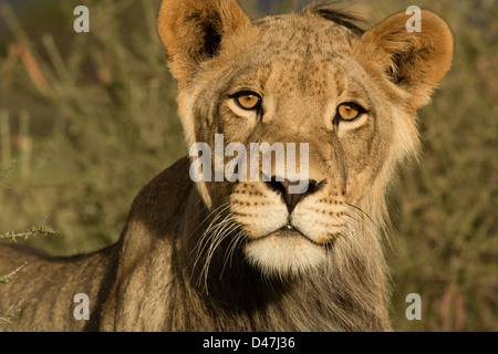 Un giovane leone maschio, caccia nel deserto del Kalahari. Molto vicino headshot. Foto Stock