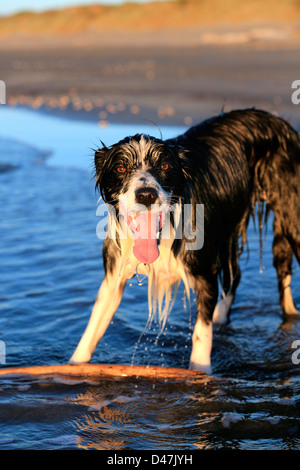 Giovani Border Collie cane con stick sulla spiaggia Foto Stock