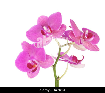 Rosa fiori di orchidea. Isolato su sfondo bianco Foto Stock