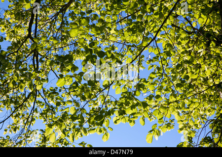 Foglie e rami di Linden verde lussureggiante controluce contro cielo blu chiaro Foto Stock