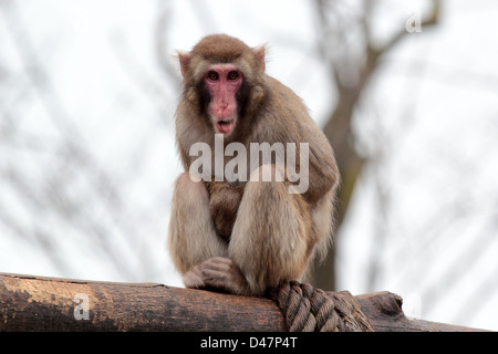 Un Macaque giapponese smorfie con la sua lingua fuori seduta su di un registro Foto Stock