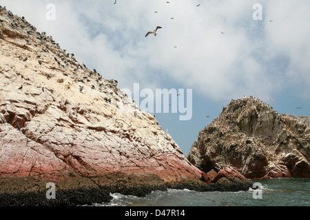 Isole Ballestas Oceano Pacifico Perù uccelli marini battenti nidificazione sulle formazioni rocciose Foto Stock
