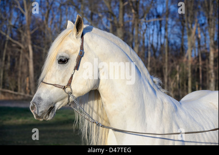 White Horse Head shot con lunghi piena capelli criniera in vista laterale, stallone arabo prese nell'ultima luce della sera del giorno. Foto Stock