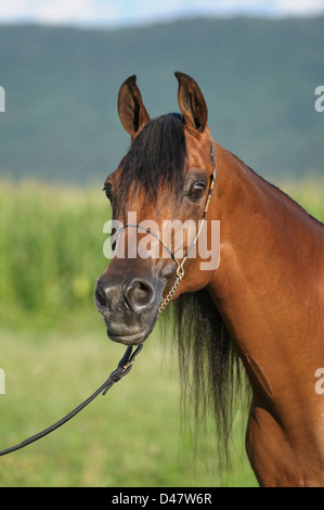 Cavallo in vista laterale di testa, shot Arabian baia mare vicino fino in aperto paesaggio estivo all'aperto. Foto Stock