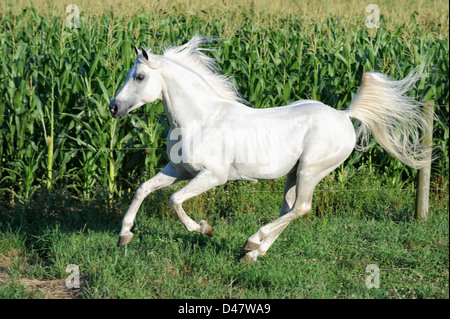 White Horse Running attraverso il campo estivo passato mais permanente, un stallone arabo in movimento. Foto Stock