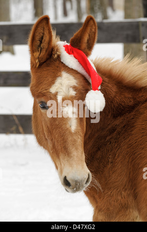 Baby mulo in un Natale di santa hat, un colpo alla testa di una dolce mulattiera marrone con una stella bianca, una vista anteriore all'aperto nella neve. Foto Stock