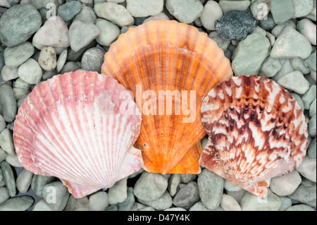 Tre gusci di vongole, conchiglie su un letto di colore verde roccia di fiume, una vista di pianta di un studio shot. Foto Stock