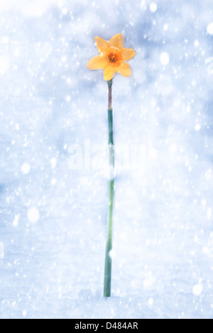 Daffodil durante la tempesta di neve Foto Stock