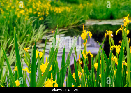 Bella bandiera gialla acqua iris Iris pseudacorus in fiore circondano un laghetto in primavera. Queste sono piante acquatiche piante perenni. Foto Stock