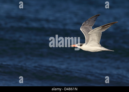 Caspian Tern (sterna caspia) Foto Stock