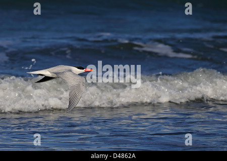 Caspian Tern (sterna caspia) Foto Stock