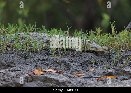 Africa occidentale (Coccodrillo Crocodilus niloticus) Foto Stock