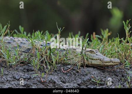 Africa occidentale (Coccodrillo Crocodilus niloticus) Foto Stock