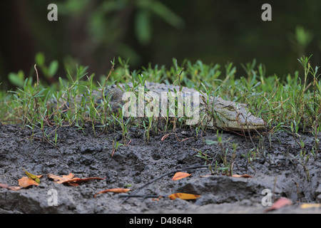 Africa occidentale (Coccodrillo Crocodilus niloticus) Foto Stock