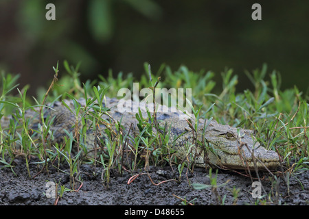 Africa occidentale (Coccodrillo Crocodilus niloticus) Foto Stock