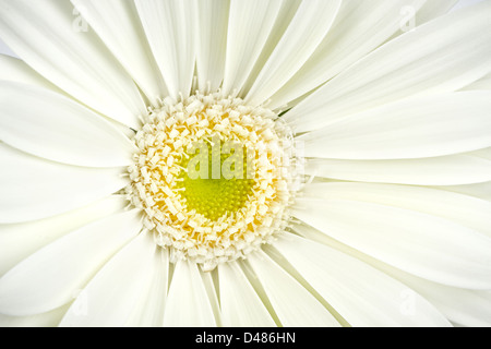 Inquadratura ravvicinata di un bianco fiore di gerbera Foto Stock