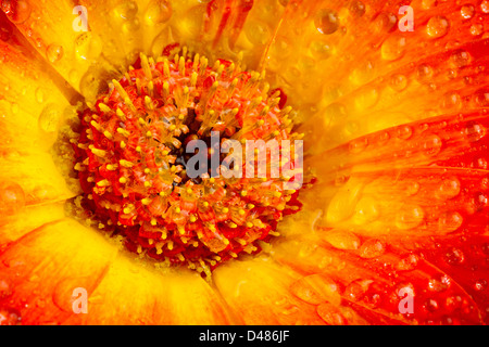 Closeup colpo di un giallo arancione gerbera blossom Foto Stock