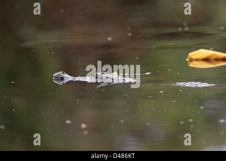 Africa occidentale (Coccodrillo Crocodilus niloticus) Foto Stock