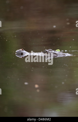 Africa occidentale (Coccodrillo Crocodilus niloticus) Foto Stock