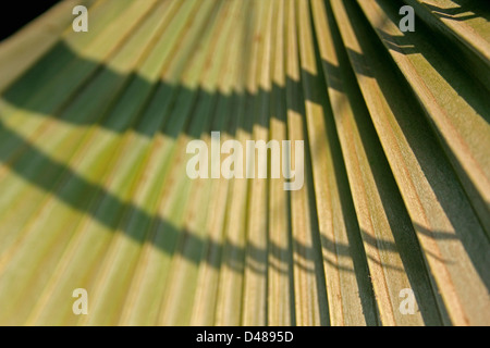 Ventola cinese Palm, Fontana Palm, Livistonia chinensis Foto Stock