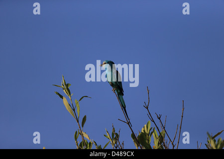 Rullo abissina (Coracias abyssinica) Foto Stock