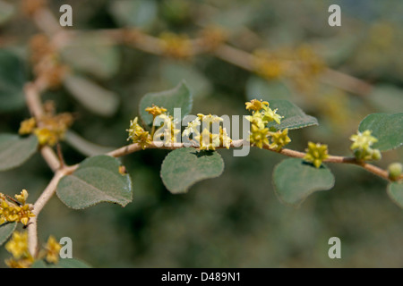 Fiori di jujube indiano, Indiano prugna, mauritiana Ziziphus, India Foto Stock