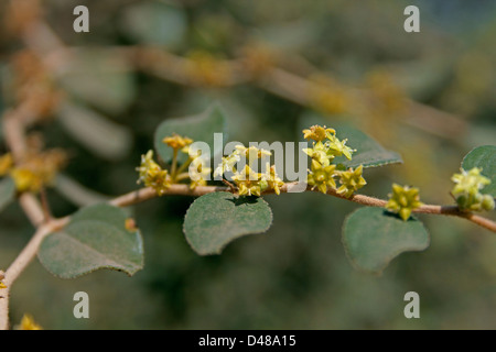 Fiori di jujube indiano, Indiano prugna, mauritiana Ziziphus, India Foto Stock