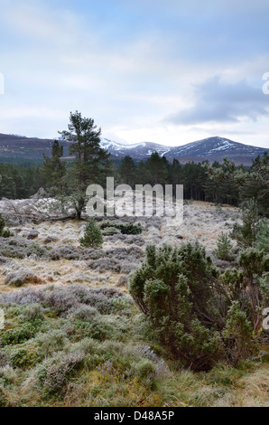 Vista dalla antica Glenmore foresta vicino a Aviemore nelle Highlands scozzesi, REGNO UNITO Foto Stock