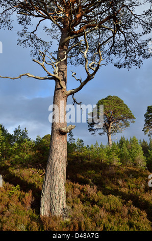 Vista dalla antica Glenmore foresta vicino a Aviemore nelle Highlands scozzesi, REGNO UNITO Foto Stock