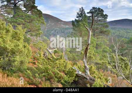 Glenmore foresta vicino a Aviemore in Caringorms National Park, Scotland, Regno Unito Foto Stock