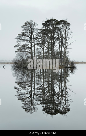 Loch Mallachie - Cairngorms National Park Foto Stock