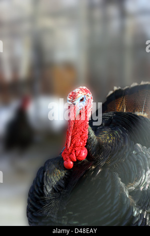 Grande maschio la Turchia sta eretta nel cortile di fattoria Foto Stock
