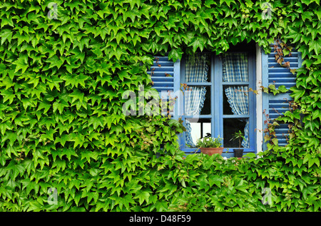 Blu finestra ritagliata che spuntavano di verde Hedera (ivy), Giverny, Normandia, Francia. Foto Stock