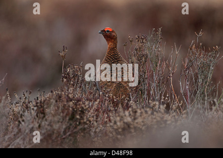 Maschio di gallo forcello rosso (Lagopus lagopus) tra heather sulla brughiera North Wales UK Febbraio 4817 Foto Stock