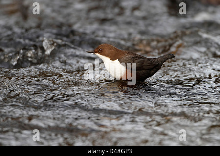 Bilanciere (Cinclus cinclus) alimentazione in River North Wales UK Marzo 1522 Foto Stock