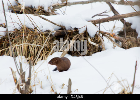 Un Americano di visone cacce in erba durante l'inverno. Foto Stock